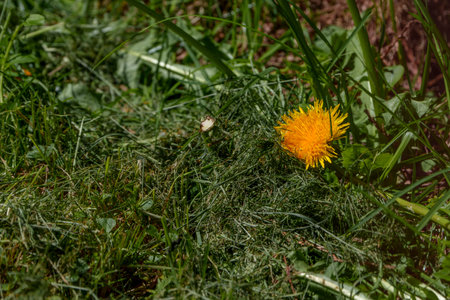 A yellow dandelion blooming alone on flattened green grass, symbolizing resilience and spring...