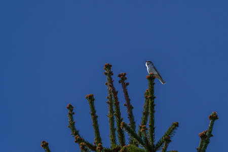 Icterine warbler sitting on a tall branch with clear blue sky background