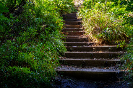 A flight of rustic wooden steps ascends a lush green forest slope, illuminated by sunlight streaming...