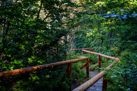 A winding path with rustic wooden rails descends through dense summer greenery in mountain forest...