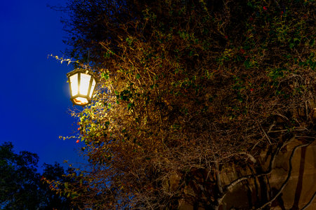 A warm wall lamp glows through tangled ivy and branches, carving light into the foliage at blue hour with a rich cobalt backdrop.の写真素材