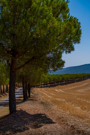 Shady avenue of pine trees lines a country road beside a sunny, golden field in the hills of Tuscany.の写真素材