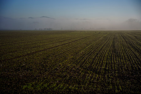 Long furrows of young plants stretch into hazy distance as gentle morning mist covers low hills and trees.の写真素材