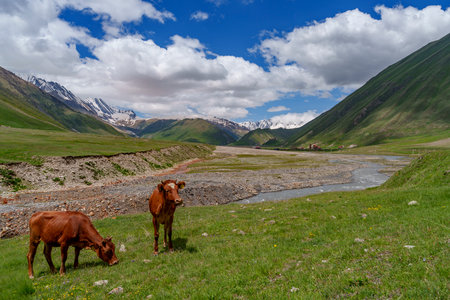 Brown and black cattle graze by a rocky river against green hills and snowcapped peaks.の写真素材