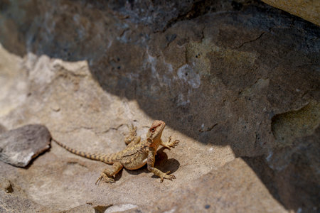 Tiny brown lizard basks on a sunlit rock, perfectly camouflaged against the rough stone background.