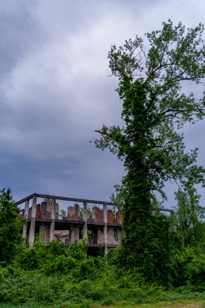 Crumbling multi storey ruins rises above dense greenery as a tall ivy covered tree dominates.の写真素材