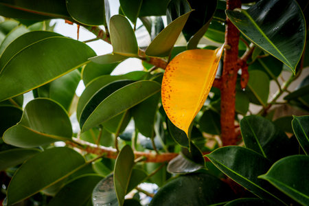 Macro view of glossy foliage with one yellowing leaf, natural botanical background texture.