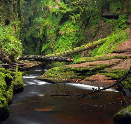 A river in a ravine with overturned tree limbsの写真素材