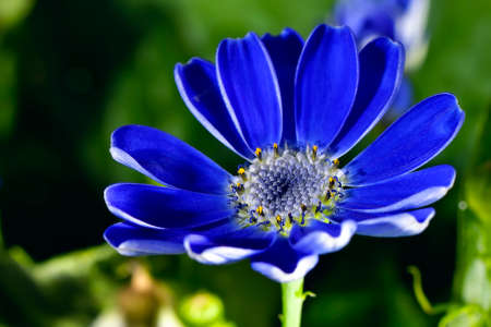 Violet flower macroの写真素材