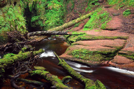 A river in a ravine with overturned tree limbsの写真素材