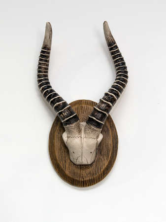 Antlers on a white wall backgroundの写真素材
