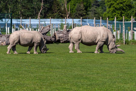 A herd of rhinoceros on the background of the forestの写真素材