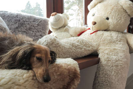 cute little brown dog lying on a fluffy blanket at windowsill surrounded by teddy bears. Early morning.の写真素材
