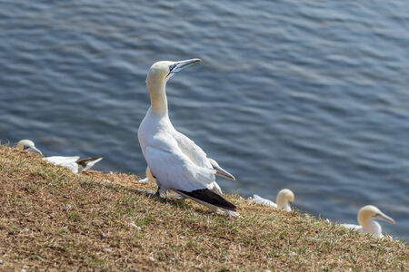 Northern Gannet on a cliff on Helgoland islandsの写真素材