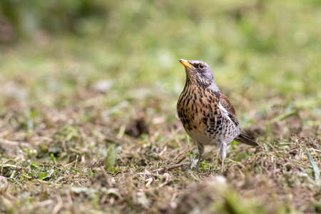 Fieldfare posing in the meadow. shallow depth of field