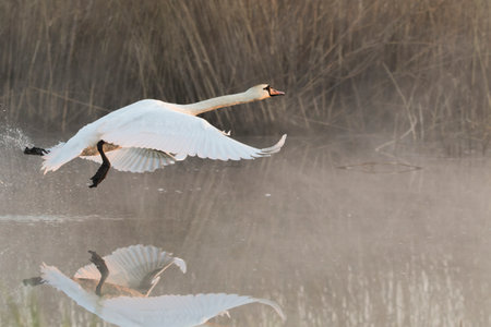 swan landing on blue lake water in sunny day, swans on pond, nature seriesの写真素材