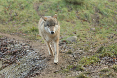Gray wolf, single mammal on path,