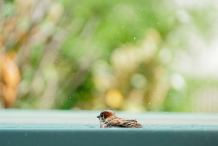 Sparrow in the rain with bokeh background, Thailand.の写真素材