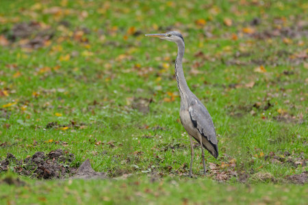 Gray heron (Ardea cinerea) standing on the ground