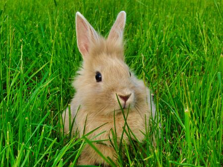 Rabbit in the grass.の写真素材