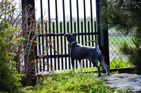 Miniature schnauzer waiting for his master.
