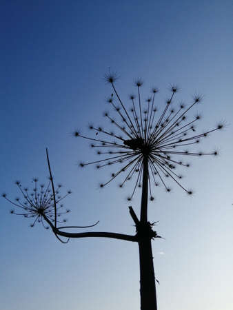 Dried flowers against blue sky. Dead flowers on a blue sky background.