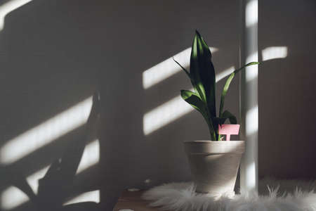 Flowerpot in a sunny roomの写真素材