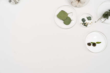 white background made of flowers and plants