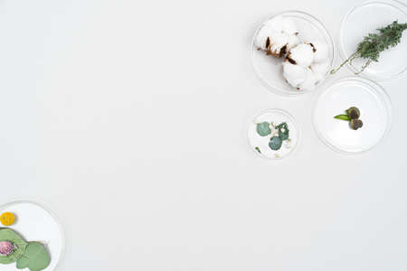 white background made of flowers and plantsの写真素材