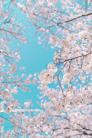 Cherry blossom trees and clear skyの写真素材
