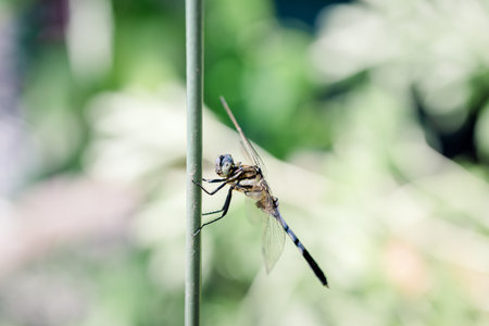 dragonfly hanging on plant stemの写真素材