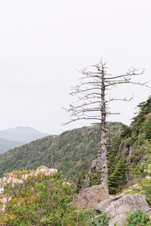A tree growing alone on a clear sky and a mountainの写真素材