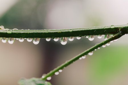 water droplets on plant stemsの写真素材
