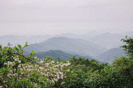 White flowers blooming on the green mountain and the misty sky behind themの写真素材