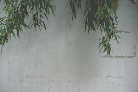 Concrete wall and leavesの写真素材