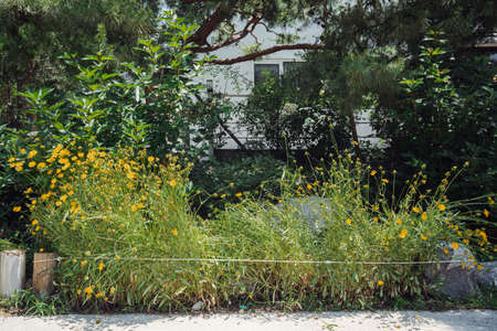 wild flowers growing in a flower bedの写真素材