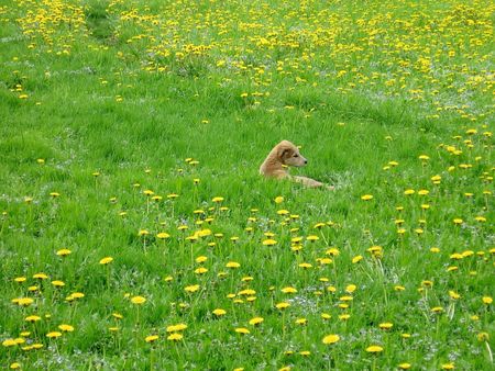 Dog in dandelion fieldの写真素材