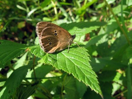 Velvet butterflyの写真素材