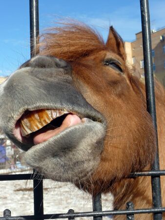 Cute horse with smile looks from the farm fenceの写真素材