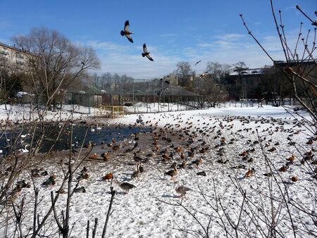 Set of various ducks on the pond at Moscow zooの写真素材