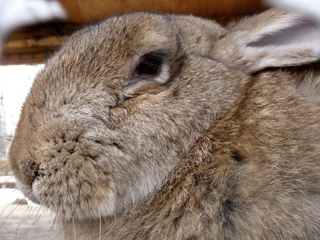 Head of the large fuzzy gray hareの写真素材