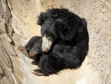 Cute black bear sleeps in a corner of stone wallの写真素材