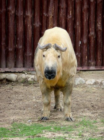 Tibatan takin stays on a wood wall backgroundの写真素材