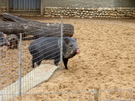 Black wild boar on a sand groundの写真素材
