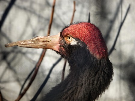 Head of the strong black crane on a gray backgroundの写真素材