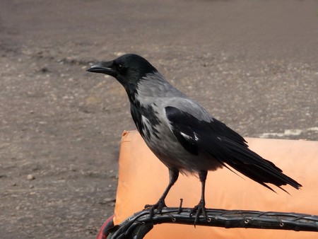 Clever gray crown stays on a background of road