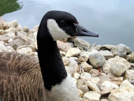 Portrait of the beautiful goose on a water and stones backgroundの写真素材