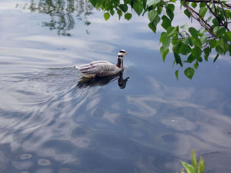 Lyric shot with a branch in front, swimming gooseの写真素材