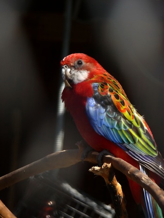 Colorful red parrot with curved beak on a black background の写真素材