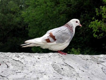 Very beautiful white urban pigeon with gray wingsの写真素材